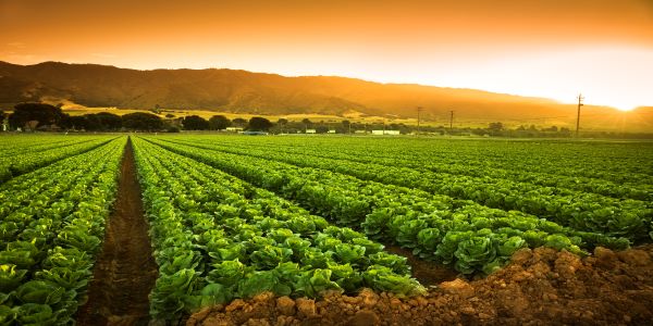 Agriculture books for competitive exams must cover the syllabus for both paper one and paper two. 