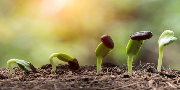 Botany Syllabus for UPSC/IAS has two divisions. That is paper one syllabus and paper two syllabus. 