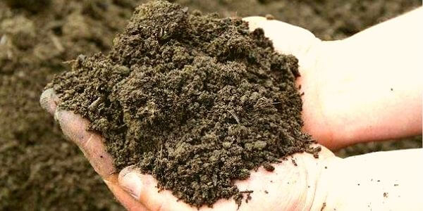 Alluvial Soil