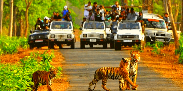 sariska tiger reserve wildlife sanctuary