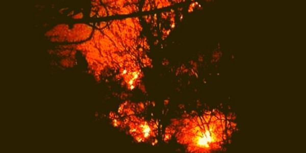 sariska tiger reserve wildlife sanctuary