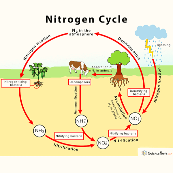 Nitrogen Cycle