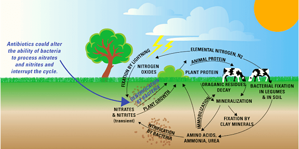 Nitrogen Cycle