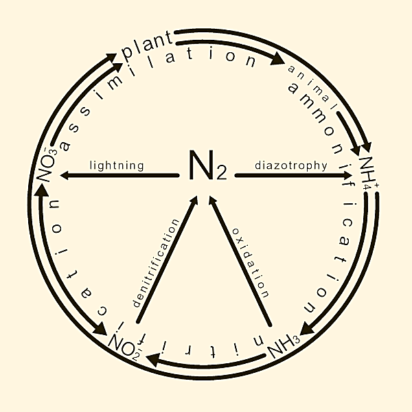 Nitrogen Cycle